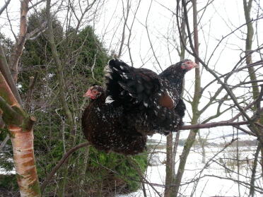 Two speckled sussex hens perching in a tree to get away from the snow.