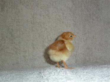 A sussex speckled chick.