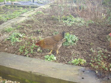A pretty welsummer chicken pecking around the vegatable garden.