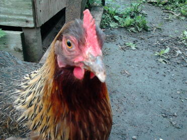A welsummer chicken.