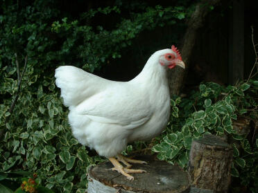 White Rock Hen standing on tree stump