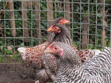Barred and blue laced wyandotte's