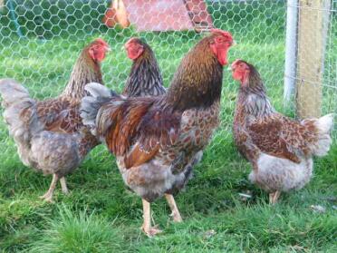A flock of blue laced wyandotte chickens.