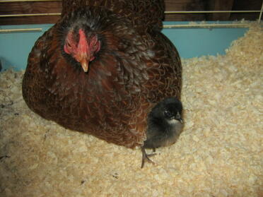 Wyandotte Chicken with chick