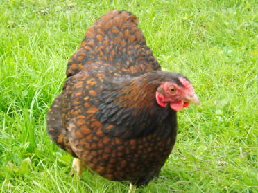 Wyandotte Chicken in grass