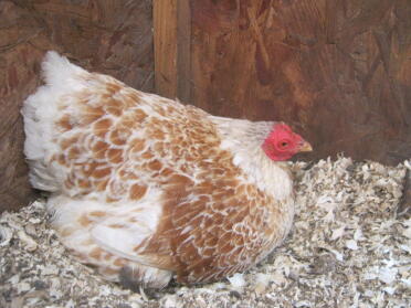 Wyandotte chickens sitting on eggs.