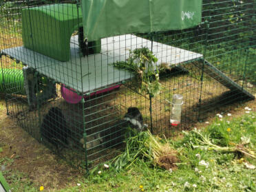 Fiver and Wednesday love to survey the garden and chill under the platform