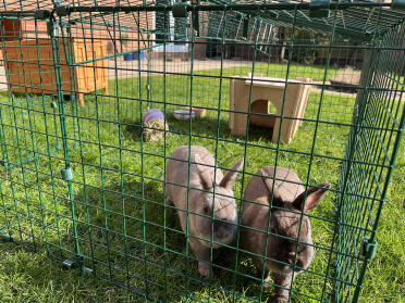 Cookie and Fudge are loving their new space, just working out tunnels to go with my hutch