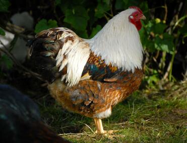 A salmon wyandotte cockerel.