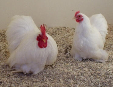 Two Pekin Bantam Chickens sitting down