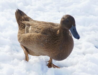 Ducks love exploring in the snow!