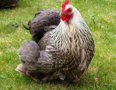 Pekin Bantam Chicken sitting down on grass in garden