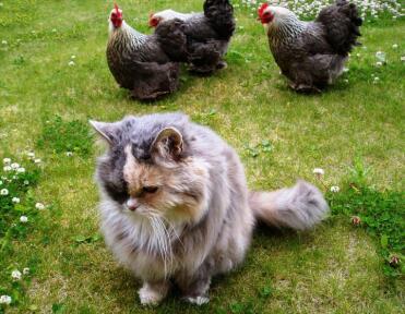 Cat in the garden with three Pekin Bantam Chickens