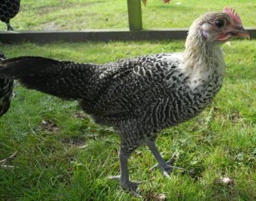 A male ancona chicken about 8 weeks old.