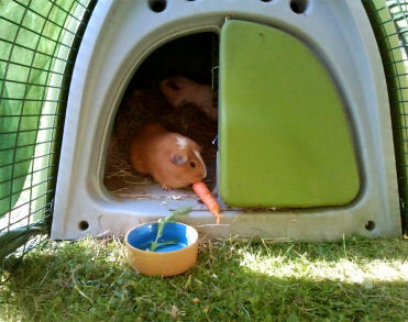 Guinea pig eating carrot in Green eglu hutch