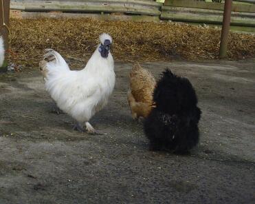 A cockerel and two silkie chickens.