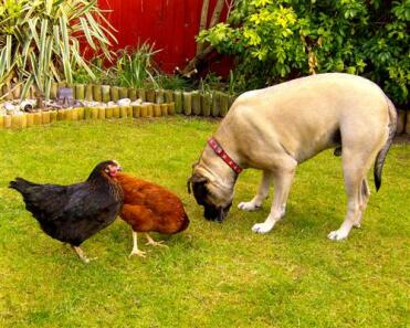 Sage,onion and vegas my bullmastiff doing a spot of foraging.