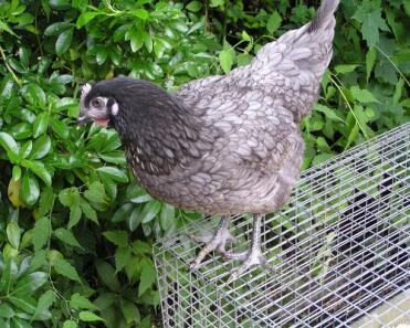 A cream legbar chicken perching on a chicken run.