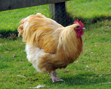 A large buff orpington chicks.