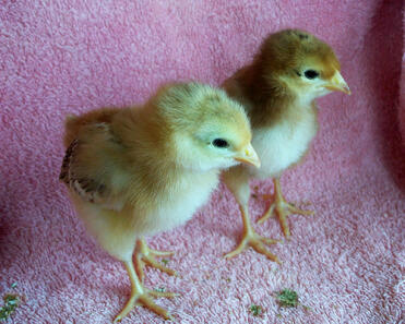 A pair of orpington chicks.