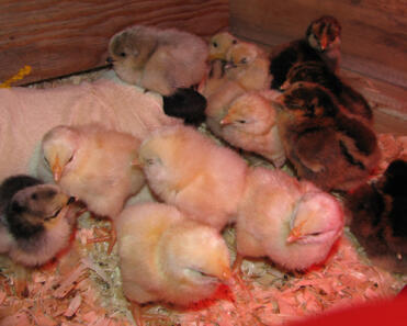 A flock of baby orpington chicks.