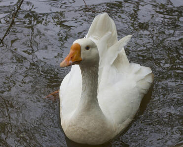 A pekin duck swimming.