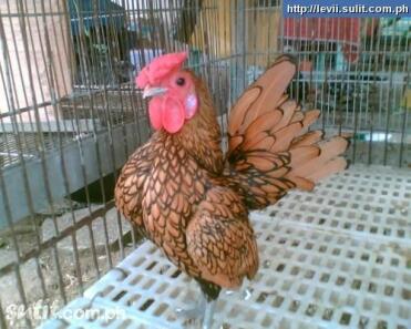 A fine looking sebright chicken.