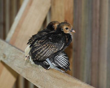 A pair of young sebright chickens.