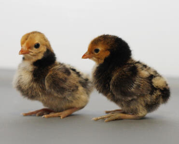 Two sebright chicks.