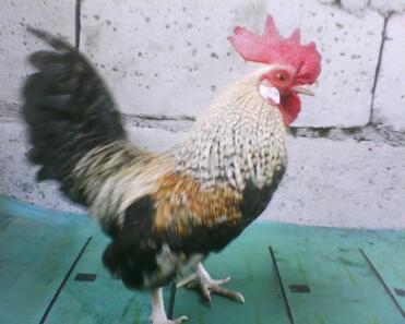 A handsome sebright cockrele.
