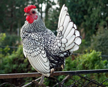 A stunning sebright chicken perching on a fence.