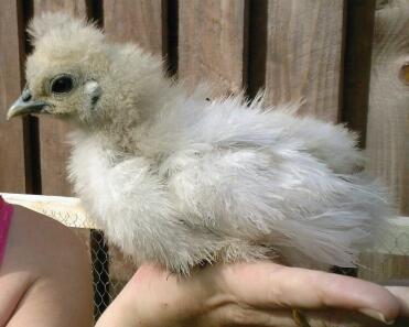 Silkie Chicken being held