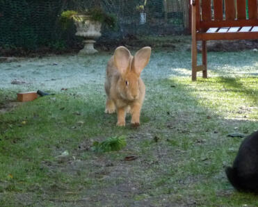 Rabbit running in frosty garden