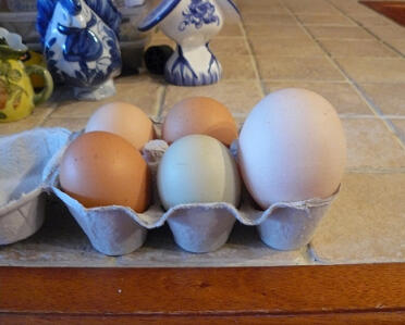 6 Eggs in a eggbox