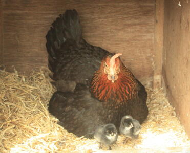 Chicken sitting in coop with chicks