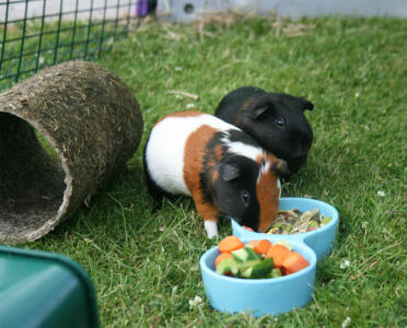 Guinea pigs eating out of bowl
