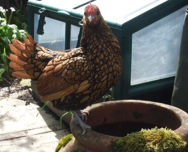 Sebright Chicken standing on pot