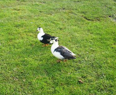 A magpie pie pair of call ducks wondering around my garden.