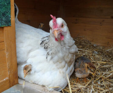 White chicken in coop with their chicks