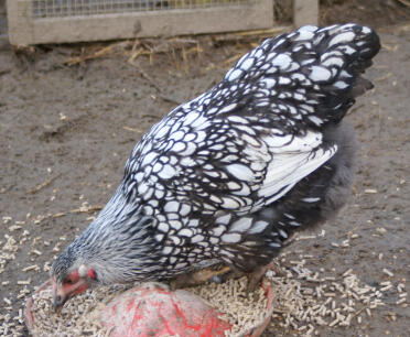 A pretty wyandotte chicken with silver laced feathers.
