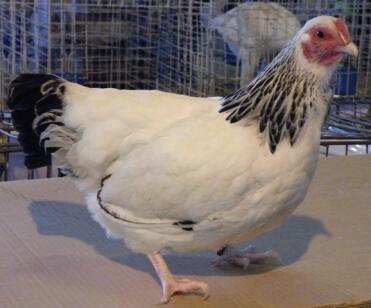 Sussex Bantam Chicken