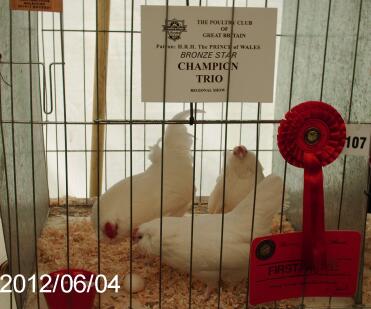 A champion trio of legbar chickens.