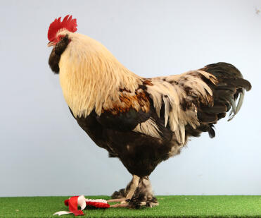 Faverolle Chicken at a show