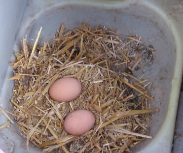 Two Laid Eggs
