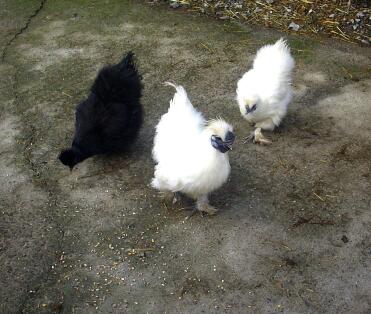 A set of three fine black and white silkie chickens.