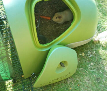 Guinea pig in eglu hutch with carrot