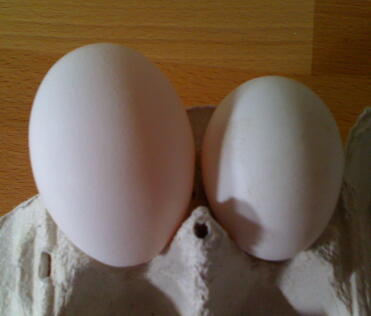 Two eggs in egg box