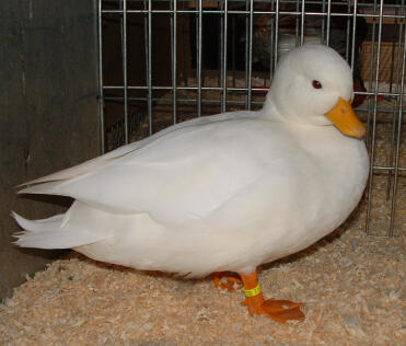 Duck Sitting