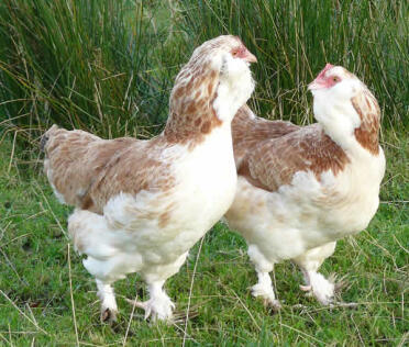 Two Faverolle Chickens in grass