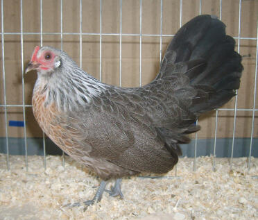 Dutch Chicken